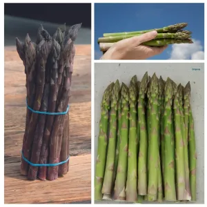 Asparagus Crown Collection